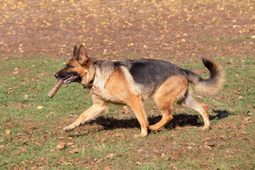 Cute german shepherd dog is running with stick in his teeth in the autumn park. Pet animals.