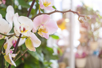 White and pink orchid flowers close-up in a flower shop. The concept of choosing and buying flowers, a gift.