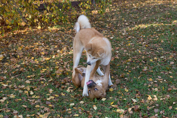 American pit bull terrier puppy and akita inu puppy are playing in the autumn park. Pet animals.