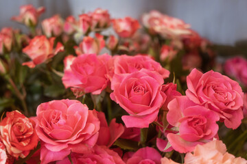 Pink roses close-up in a flower shop against the background of other plants and flowers. The concept of choosing and buying flowers.