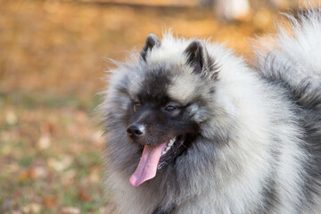 Cute wolfspitz puppy is standing in the autumn park. Keeshond or german spitz. Pet animals.