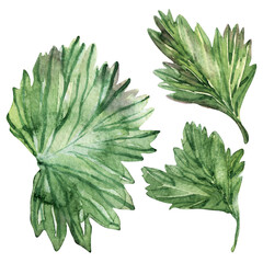 Watercolor illustration with the image of twigs, leaves and berries of ripe gooseberries
