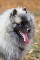 Portrait of cute wolfspitz puppy in autumn park. Keeshond or german spitz. Pet animals.