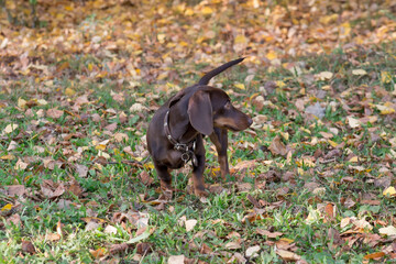 Cute dachshund puppy is standing in the autumn park. Wiener dog or sausage dog. Pet animals.