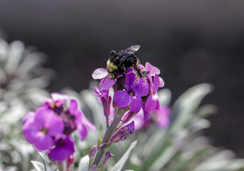 Close up of Bumble bee on purple flower collecting pollen in spring 