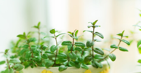 Fresh Mint Herb in Pot at window. kitchen Interior. cooking ingredient. summer Plant for coktails. home.