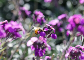 Close up Macro of Bee collecting pollen from purple pink flower 