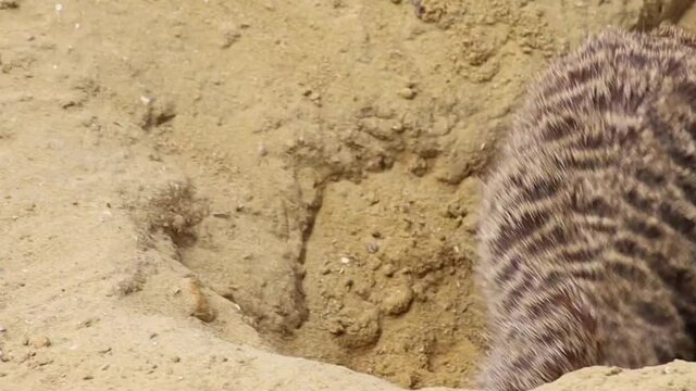 suricate creusant un terrier dans le sable