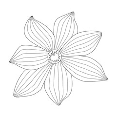 simple flower chamomile drawn by lines. Vector Illustration