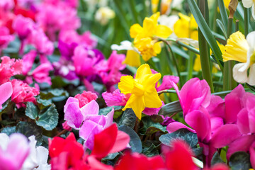 A flower bed with yellow daffodils blooming in the spring garden. In the spring, daffodils of...