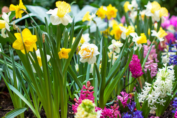 A flower bed with yellow daffodils blooming in the spring garden. In the spring, daffodils of various types bloom in the garden. A blooming daffodil. Blooming daffodils in spring.