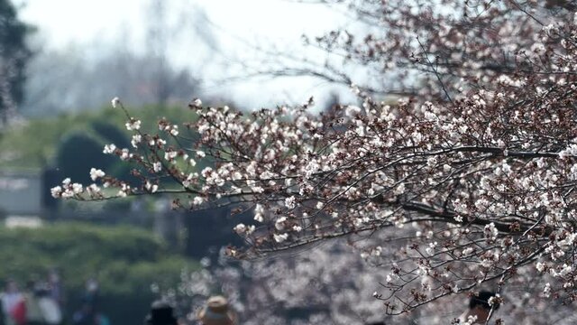 Tokyo,Japan-March 26, 2021: People walking under Sakura Cherry blossoms in full bloom
