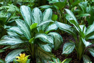 Flower bed with Aglaonema Silver king in the spring garden. The tropical plant 