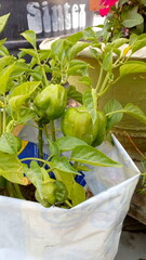 vegetables in a basket