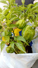 Vegetable in growbag