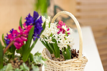 A beautiful floral arrangement of colorful hyacinths in a wicker basket. Flower arrangement on the table. The concept of a holiday card. A bouquet as a gift.