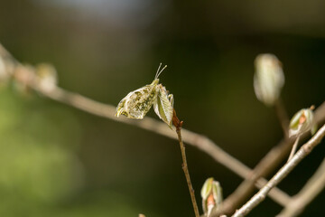 ツマキチョウの♀。
一般的にチョウは春から秋にかけて姿を見ることができますが、ツマキチョウは春の妖精（スプリング・エフェメラル）と言われる、春の短い期間にだけ現れるチョウの１種です。