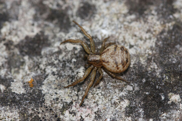 Ozptila spider seen from above