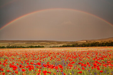  Magnificent rainbow over the poppy flower field, mountains on the horizon. The Crimea, Simferopol.