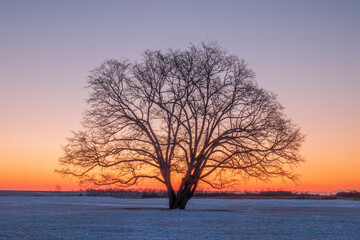 Fototapeta na wymiar 冬の豊頃町 朝焼け空とハルニレの木 
