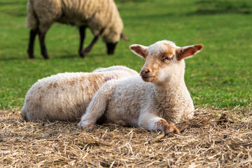 Close-up portrait of a tired looking white and brown lamb with half closed eyes sitting on straw on...