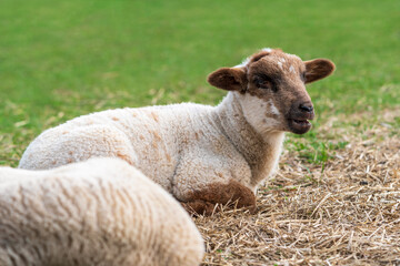 Close-up of one cute little lamb sitting on straw on a meadow and bleating. Concept of happy organic free-range sheep, animal welfare farming or spring season.