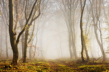 Footpath through Foggy Forest in Autumn with Morning Fog illuminated by the warm light of the morning sun