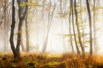 Wanderweg durch sonnigen Wald im Herbst mit Morgennebel © AVTG