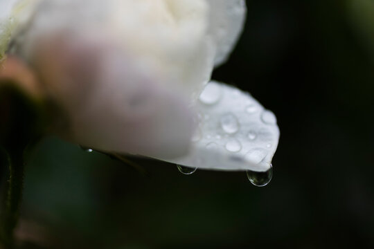 Fototapeta Extreme close up fresh raindrops on white flower petal 