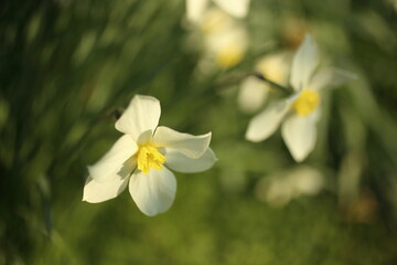 White narcissuses blooming in spring garden, green background