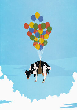 Fototapeta Helium balloon bunch lifting cow in sky 