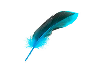 Blue decorative feather isolated on the white background