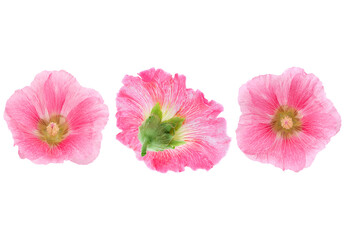 Pink hollyhock flower closeup