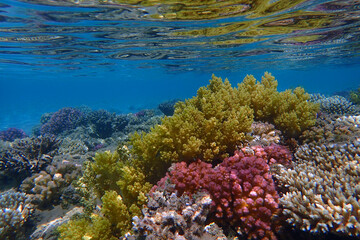 coral sea in the egypt