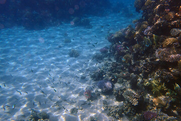 coral sea in the egypt