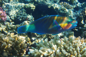 Obraz na płótnie Canvas parrot fish from the egypt
