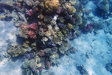 Naklejka na ściany i meble coral sea in the egypt
