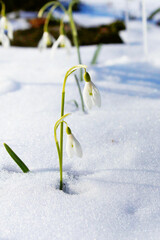 Blooming snowdrops on the snow. The first spring flowers