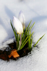First spring flowers are blooming, the snow is still lying. Crocuses. Nature is awakening