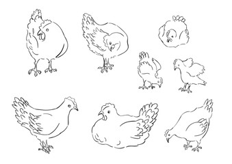 Vector sketch coloring page of chickens in different poses and views. 