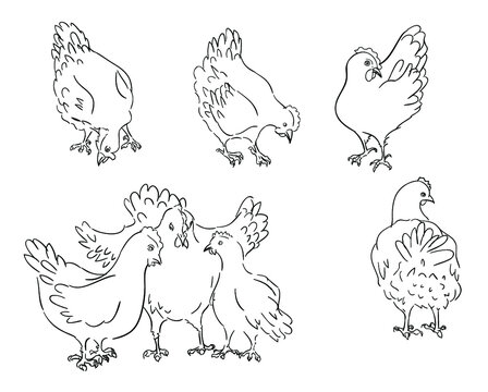 Vector sketch coloring page of chickens in different poses and views. 