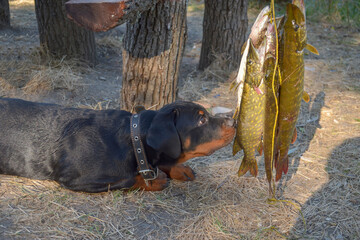 Rottweiler puppy sniffing freshly caught pike.