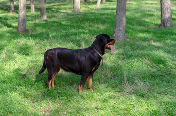A black dog standing on green grass in a park with a leash attac