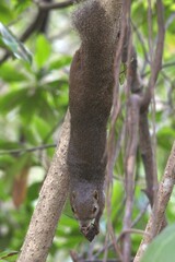 Obraz premium The Adroit Squirrel on The Tree