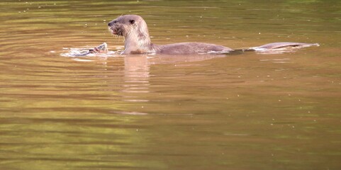 The Appetite of Wild Otter on The River