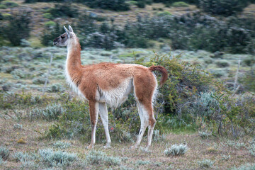 wild guanakos in torres del paine national park, patagonia, chile