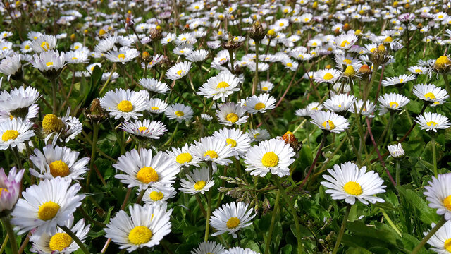 Ein Feld voller G&auml;nsebl&uuml;mchen. Fr&uuml;hlings und Osterfoto