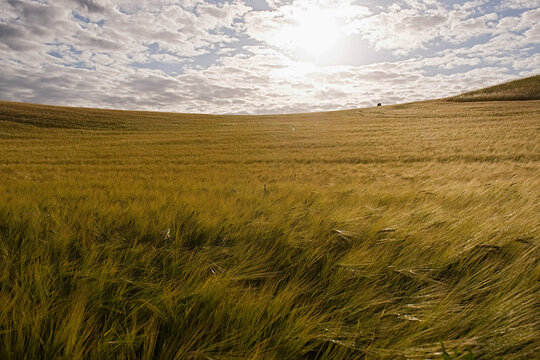 Sunny scenic view beautiful idyllic rural barley field, Denmark
