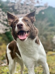 australian shepherd dog