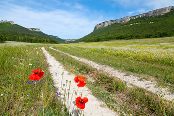 Red poppy flowers along a mountain road. The Crimea, Mangup Kale.